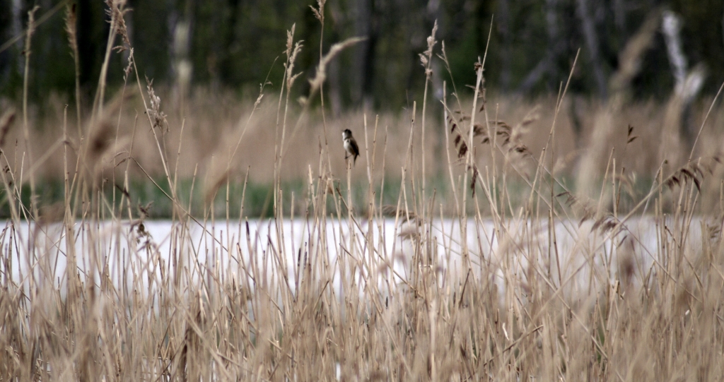 VWG vogelreis Oost Duitsland mei 2010 474